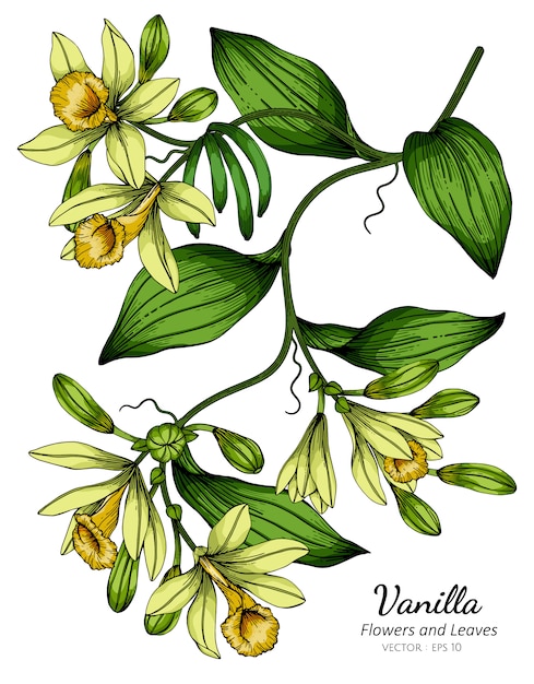 バニラの花と葉のイラストを描く プレミアムベクター