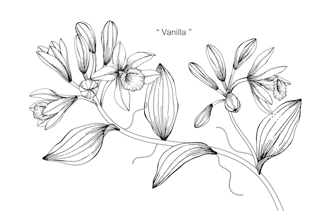 バニラの花を描くイラスト プレミアムベクター