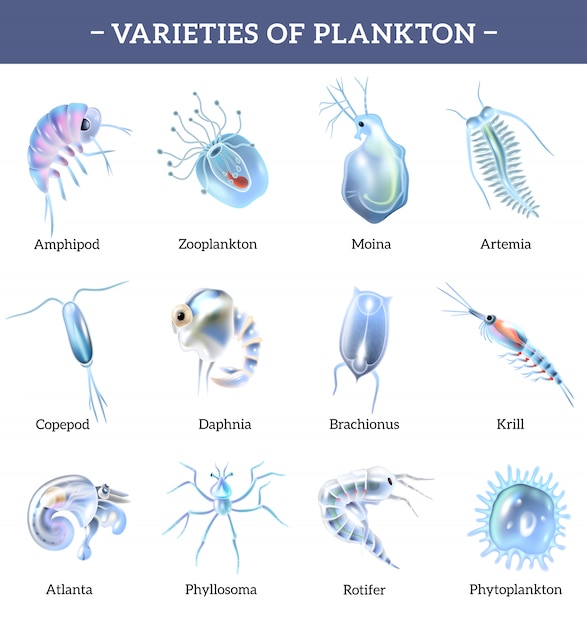 植物プランクトン 画像 無料のベクター ストックフォト Psd