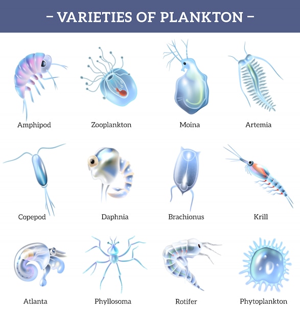 free-vector-varieties-of-plankton-isolated-icons-set-with-text