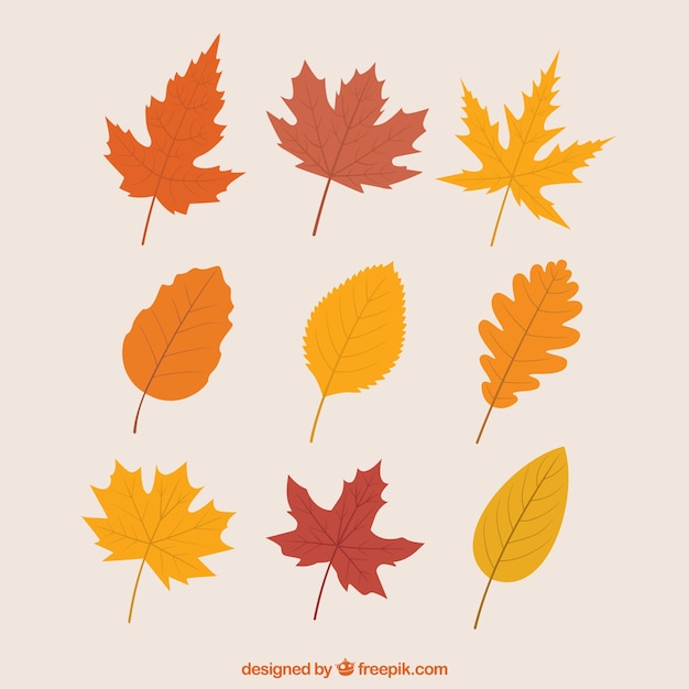 Download Fall Vectors, Photos and PSD files | Free Download