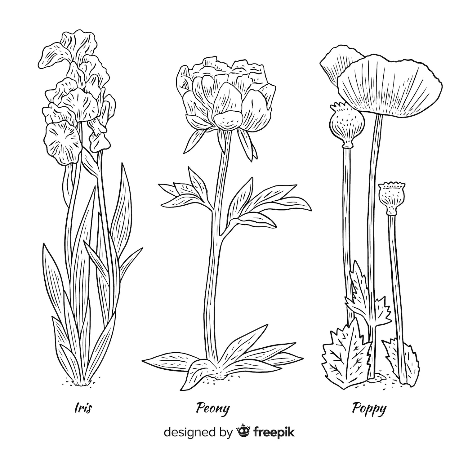 free-vector-variety-of-botanical-types-of-wild-flowers