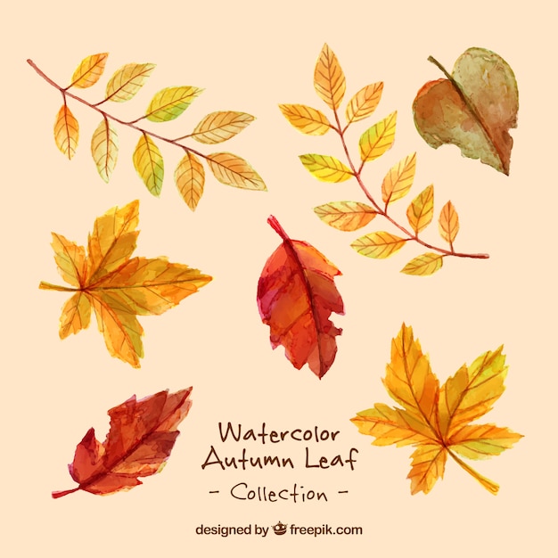 Download Variety of dry leaves in watercolor effect | Free Vector