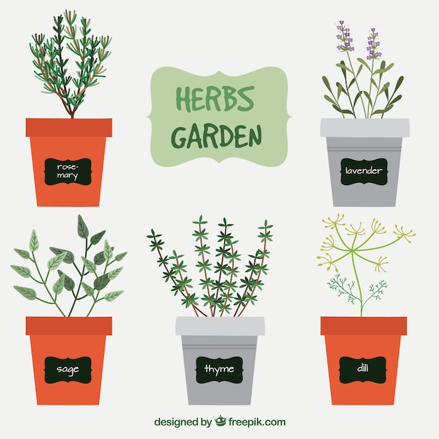 Download Variety of herbs garden | Free Vector