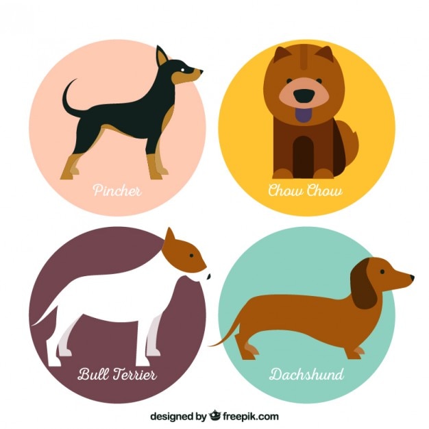 Variety of cute dog breeds