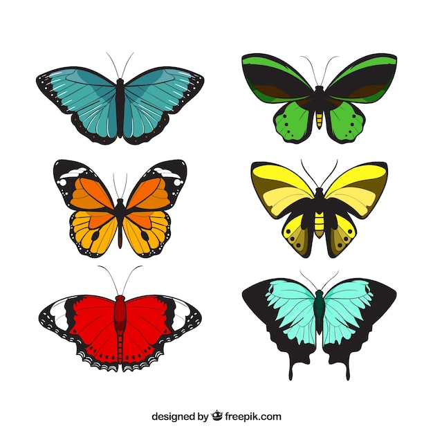 Variety of decorative butterflies