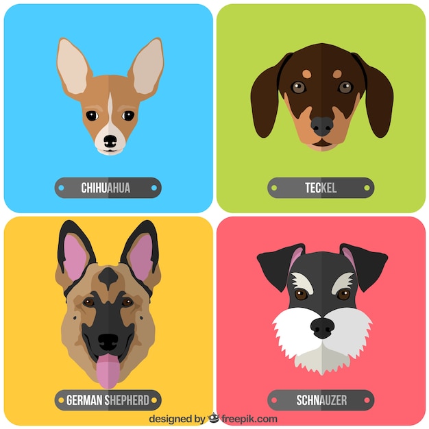Variety of dog breeds