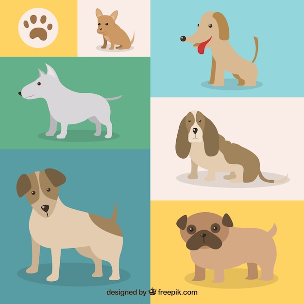 Variety of dog breeds