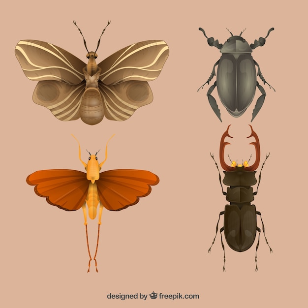 Variety of insects