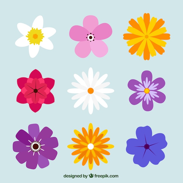 Variety of pretty colored flowers Vector | Free Download