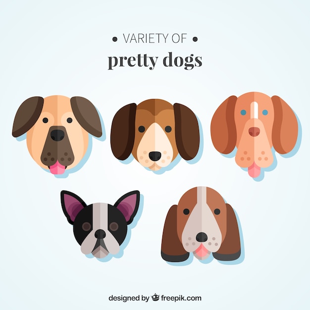 Variety of pretty dogs