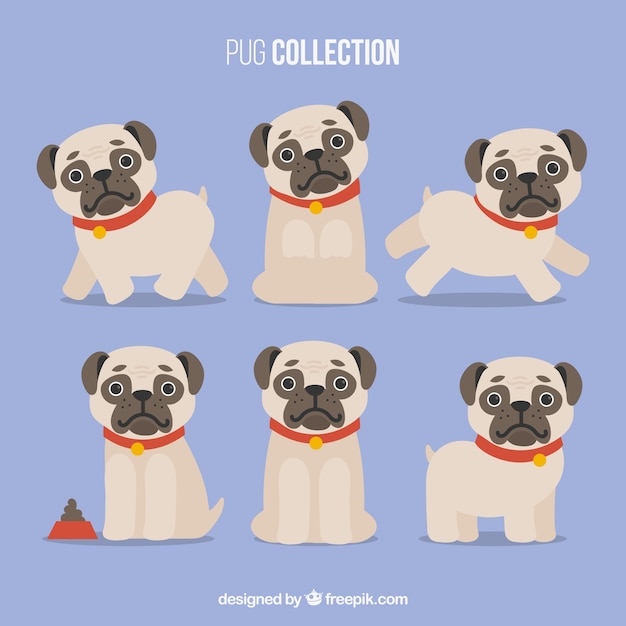 Variety of pugs with flat design