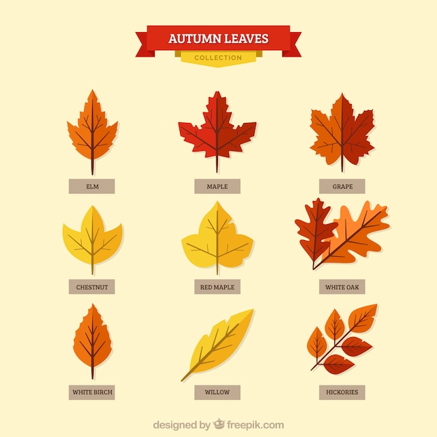 Красивые листья с названиями. Осенние листья с названиями. Листочки разных деревьев. Листья разных пород деревьев. Листья деревьев осенью с названиями.
