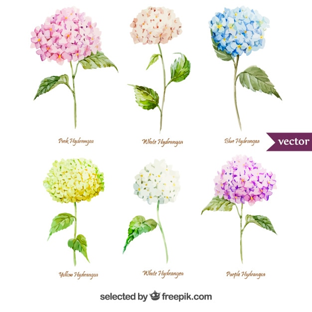 Variety of watercolor hydrangea flowers