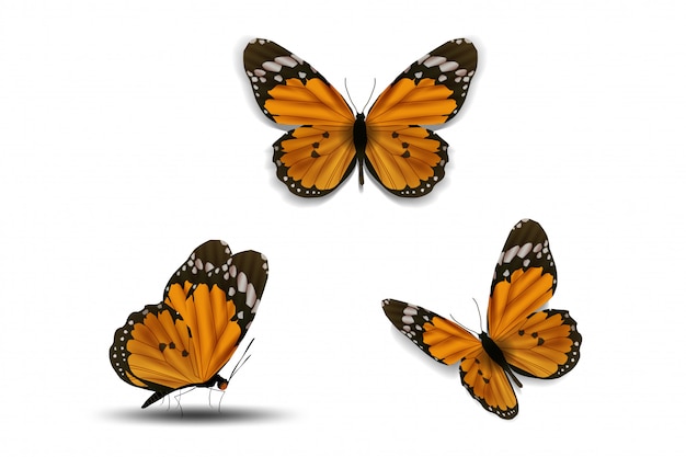 Download Premium Vector | Various butterfly on white background