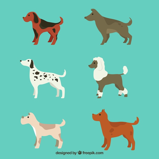 Various profile dogs in flat design