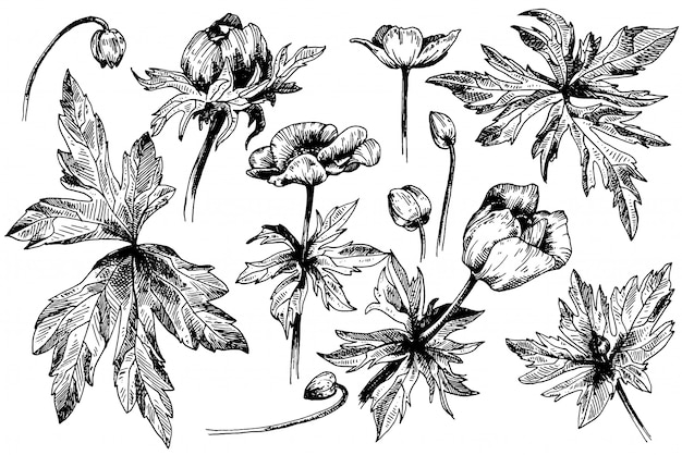 ベクトルアネモネ花植物の花 野生の春の葉のワイルドフラワーが分離されました 黒と白の刻まれたインクアート 白い背景の上の隔離されたアネモネイラスト要素 プレミアムベクター