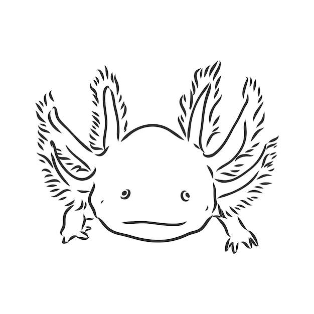 Premium Vector | Vector antique engraving illustration of axolotl ...