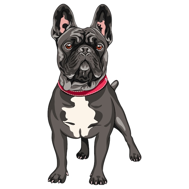 Premium Vector Vector Black Dog French Bulldog Breed Standing The Most Common Colouring