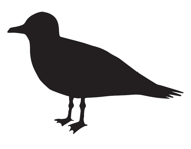 Premium Vector | Vector black sea gull silhouette isolated on white ...