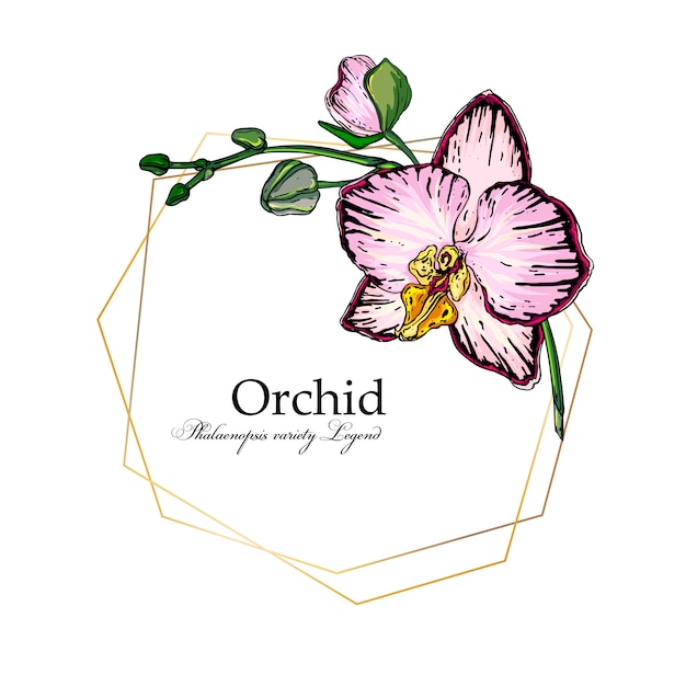 Download Vector bright flower arrangement of orchids | Premium Vector