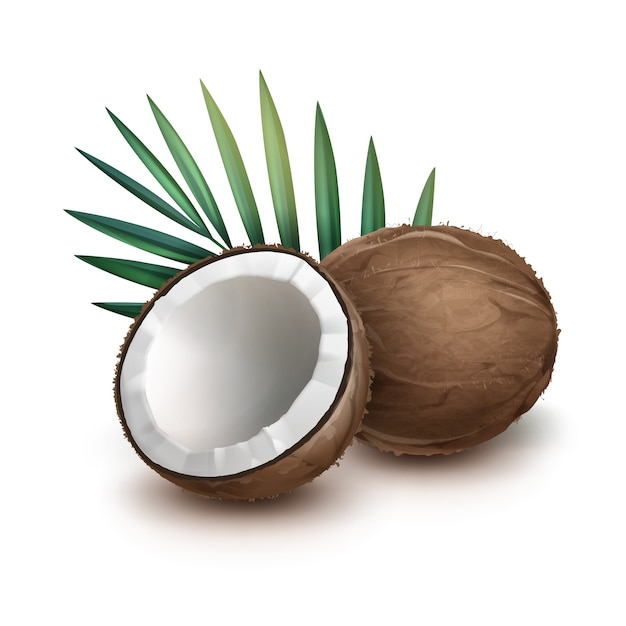 Картинка кокос без фона