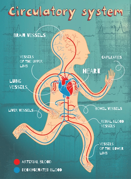 Vector cartoon illustration of human circulatory system for kids ...