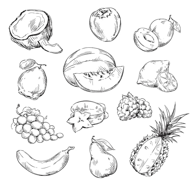 Premium Vector | Vector drawing of various fruits