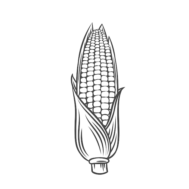 トウモロコシのベクトル耳 農場野菜のアウトラインアイコン モノクロイラストを描く プレミアムベクター