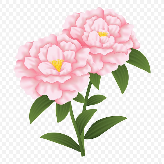 Vector floral design: garden pink peony fowers | Premium Vector