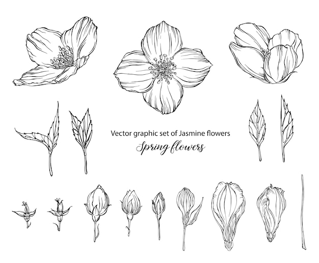 ジャスミンの花のベクトルグラフィックセット春の花 プレミアムベクター