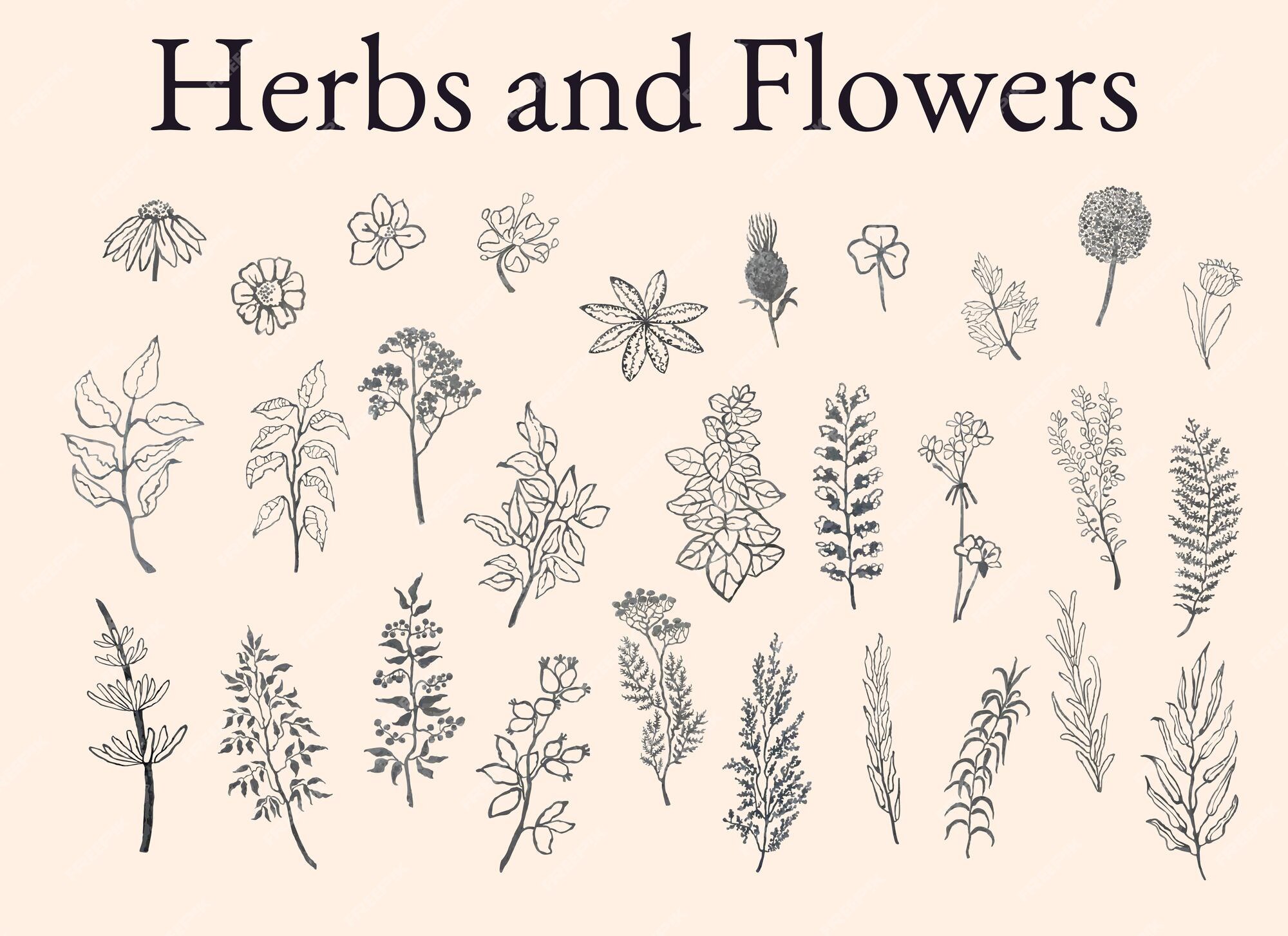 Premium Vector | Vector grayscale illustration set of herbs plants and ...