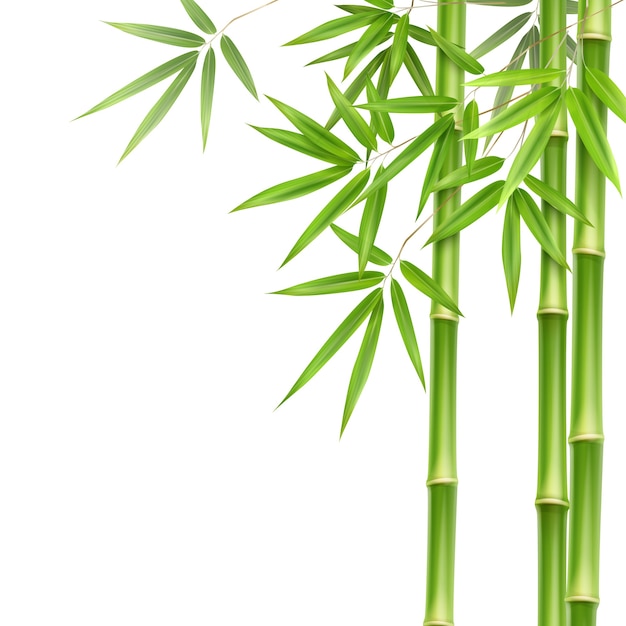 Bamboo Images | Free Vectors, Stock Photos & PSD