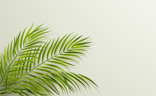 Premium Vector | Vector green leaf of palm tree with overlay shadow on ...