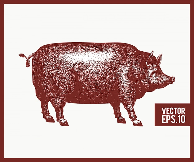 ベクトル手描き黒豚シルエットのイラスト レトロな彫刻風家畜のスケッチをスケッチします プレミアムベクター