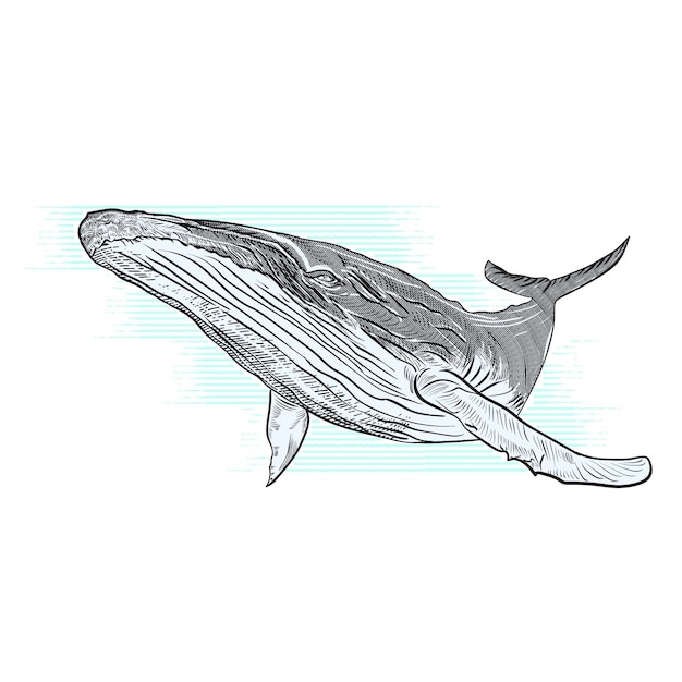 ザトウクジラのベクトル手描きイラスト プレミアムベクター