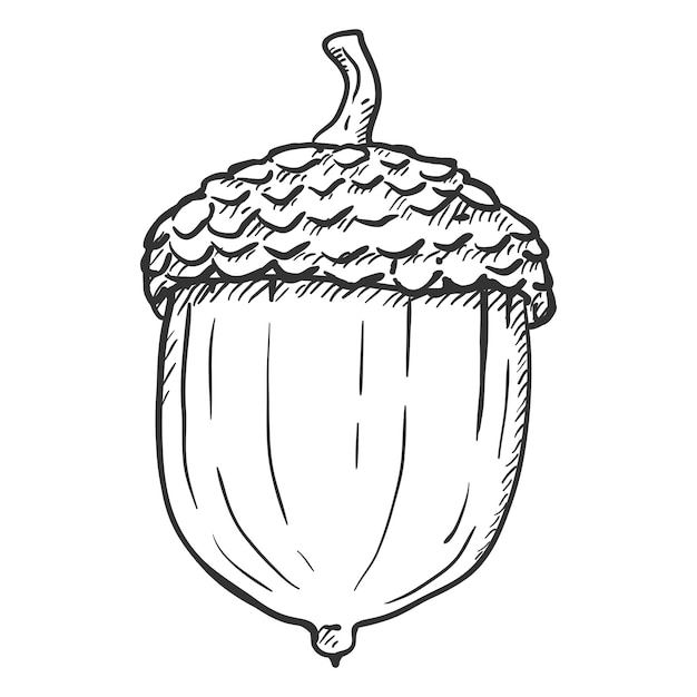 Premium Vector | Vector hand drawn sketch illustration - single acorn