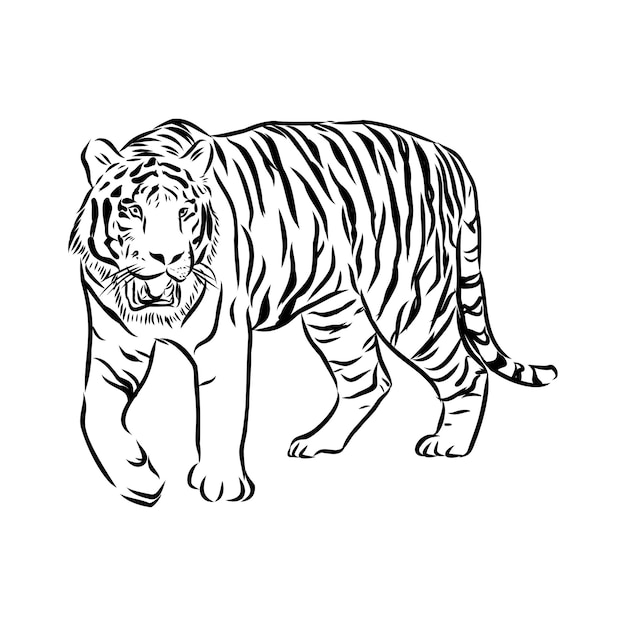 Premium Vector | Vector of hand drawn sketch of stalking tiger in black ...