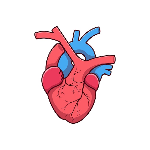 Premium Vector | Vector heart organ illustration