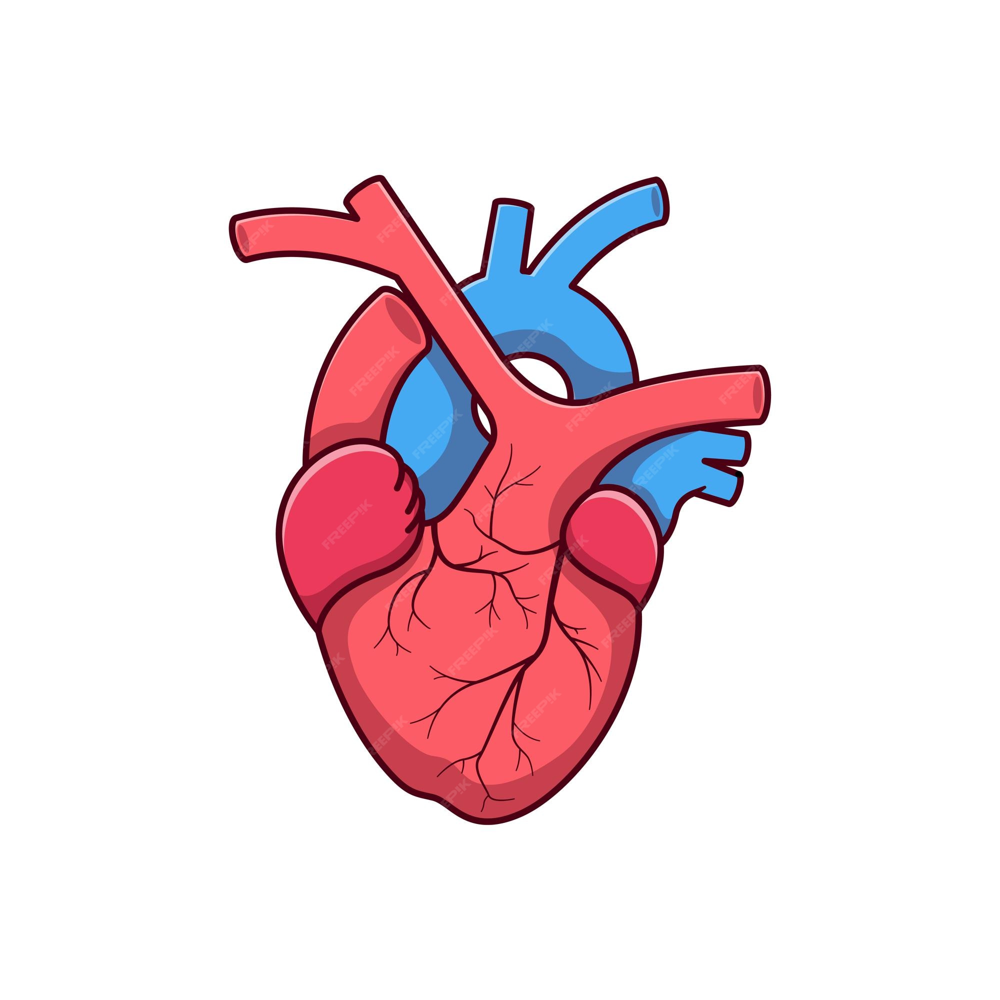 Premium Vector Vector heart organ illustration