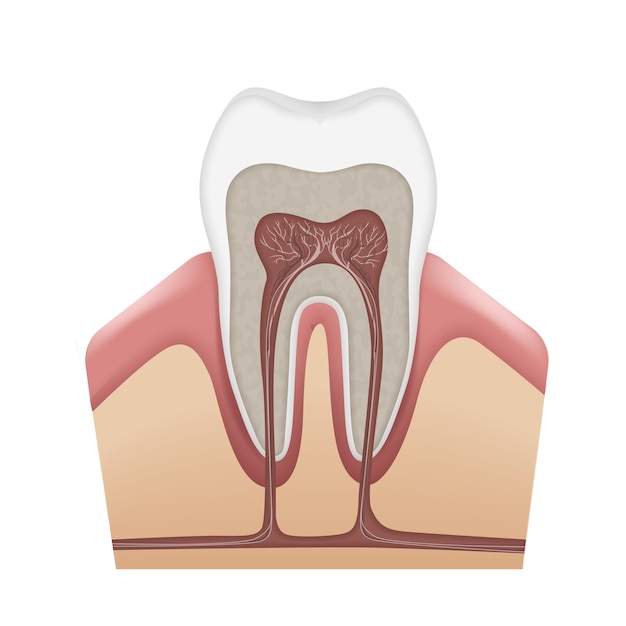 Free Vector | Vector human tooth anatomy enamel, dentin, pulp, gums ...