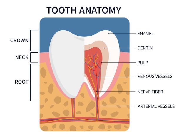 Premium Vector | Vector illustration anatomy of tooth cross section for ...