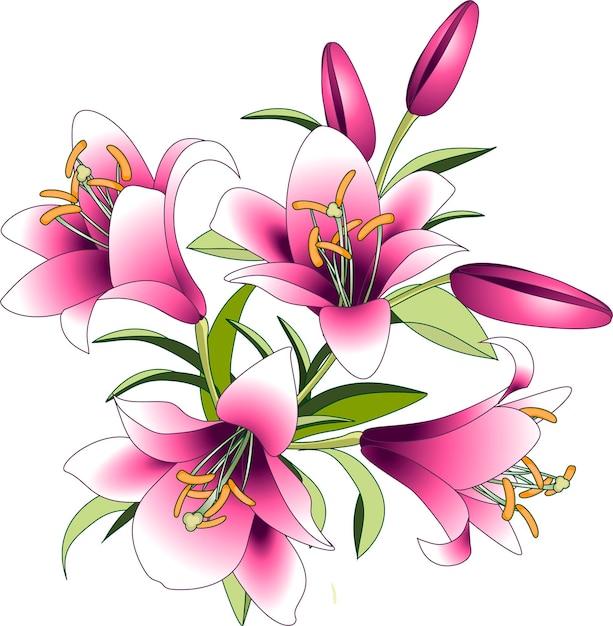 Premium Vector | Vector illustration bouquet of pink lily flowers ...