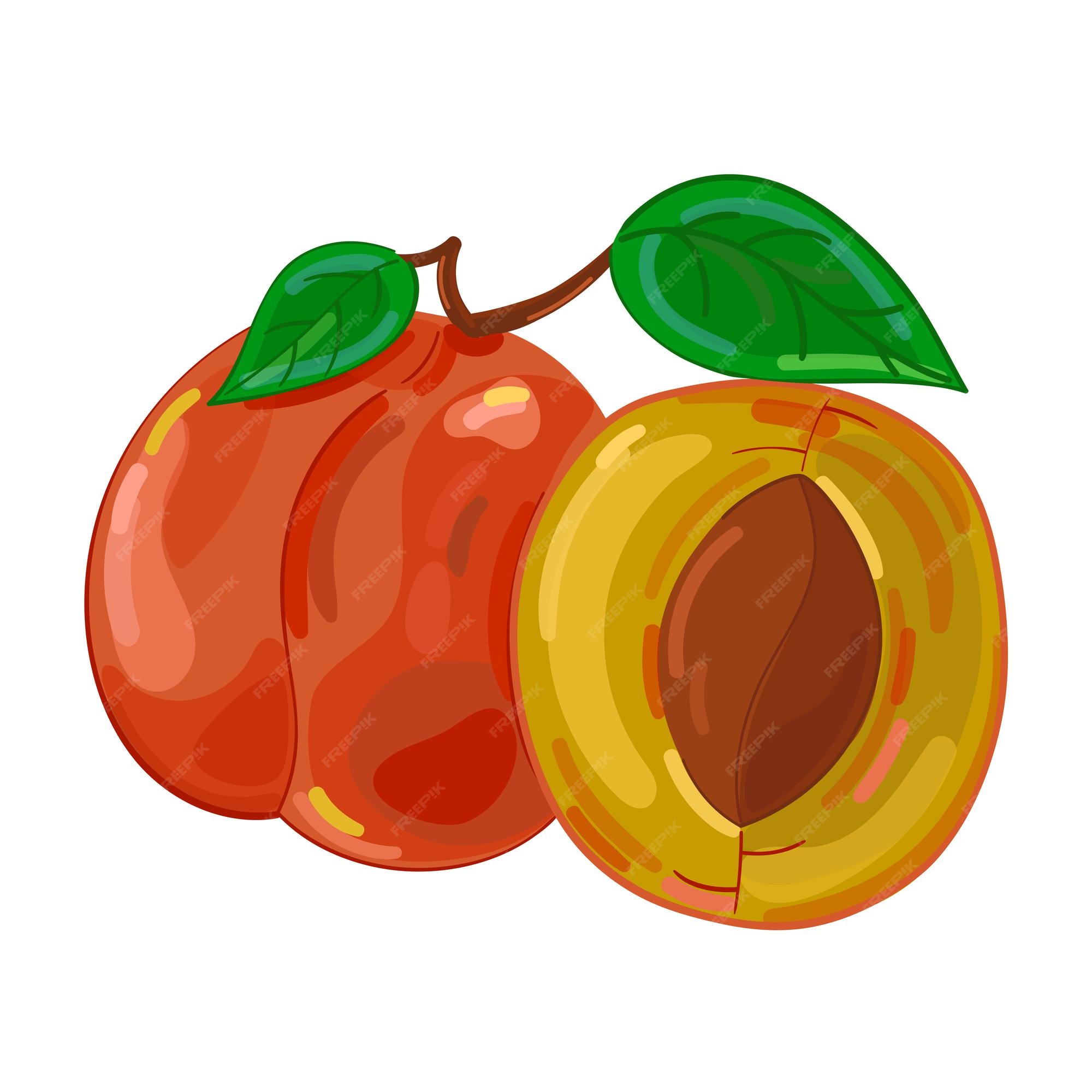 Premium Vector Vector illustration fruit apricot hand draw style