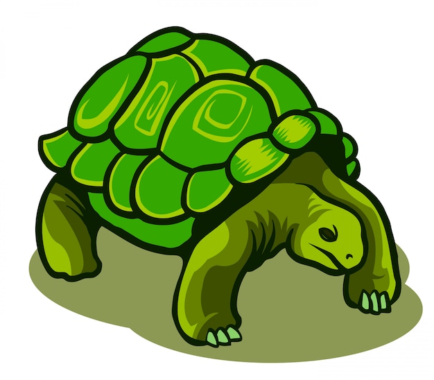 Premium Vector | Vector illustration of galapagos turtle