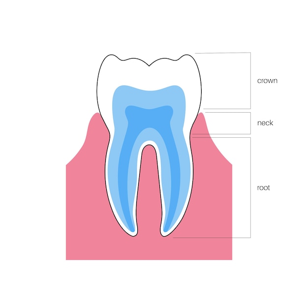 Premium Vector | Vector illustration of human tooth in gum anatomy ...