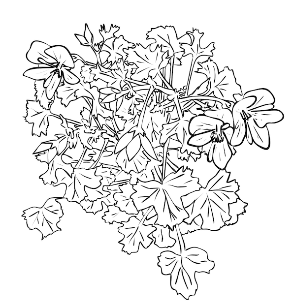 ベクトルイラスト 黒と白の色の葉を持つ孤立したペラルゴニウム観葉植物の花 アウトライン手描きの描画 プレミアムベクター