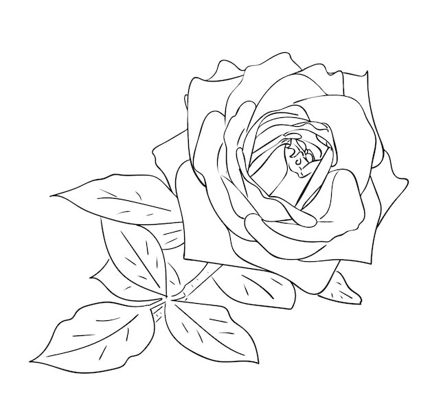 Premium Vector | Vector illustration, isolated rose flower with leafs ...