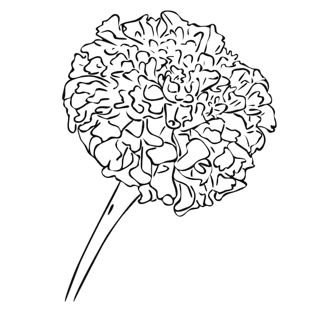 ベクトルイラスト 黒と白の色で孤立したマリーゴールドの花 アウトライン手描きの描画 プレミアムベクター