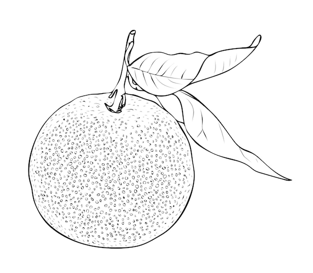 ベクトルイラスト 黒と白の色の葉を持つ孤立したみかんの果実 アウトライン手描きの描画 プレミアムベクター